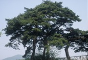 慶州市の木