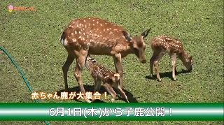 赤ちゃん鹿が大集合!6月1日(木曜日)から子鹿公開!の画像