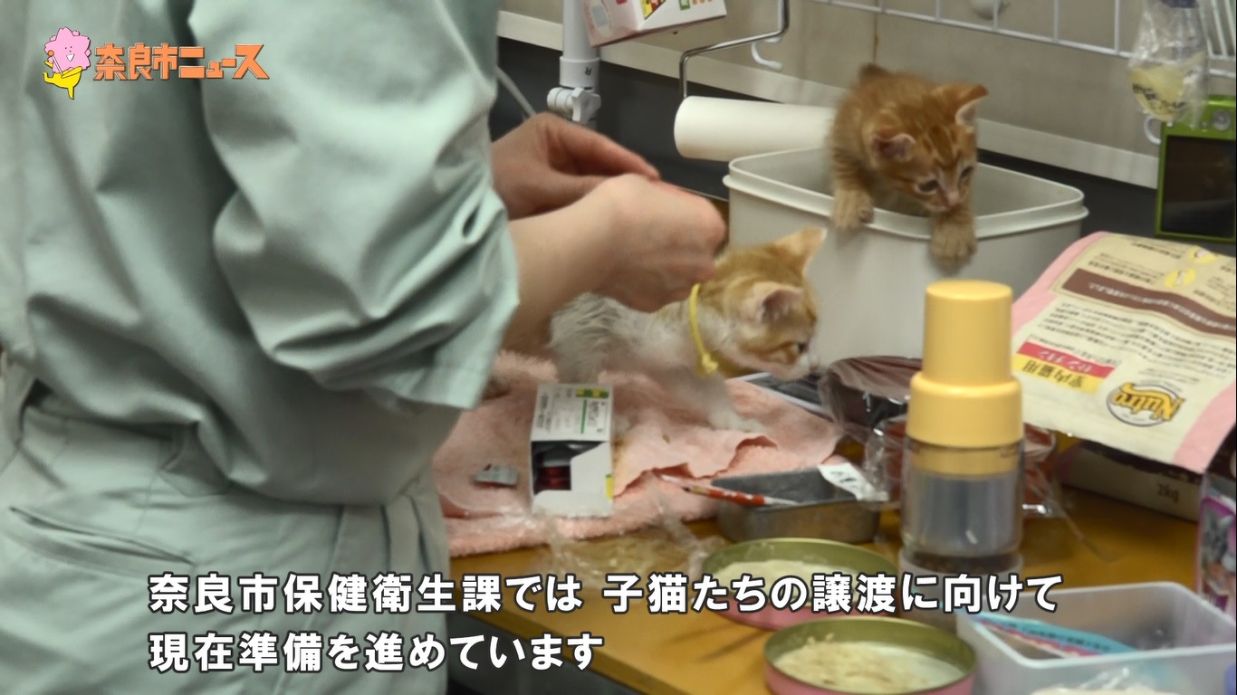 奈良市ニュース～奈良市の保護犬・猫の譲渡等の取り組みを紹介～の画像