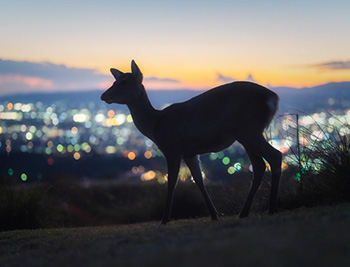 奈良で働く人の写真4