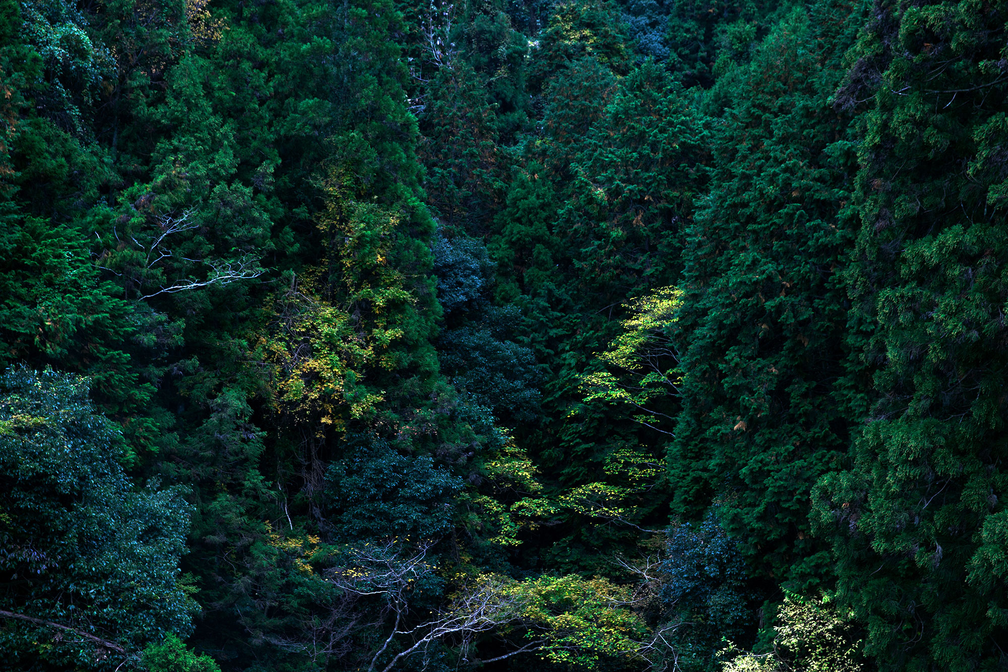 奈良市の東側、山の風景