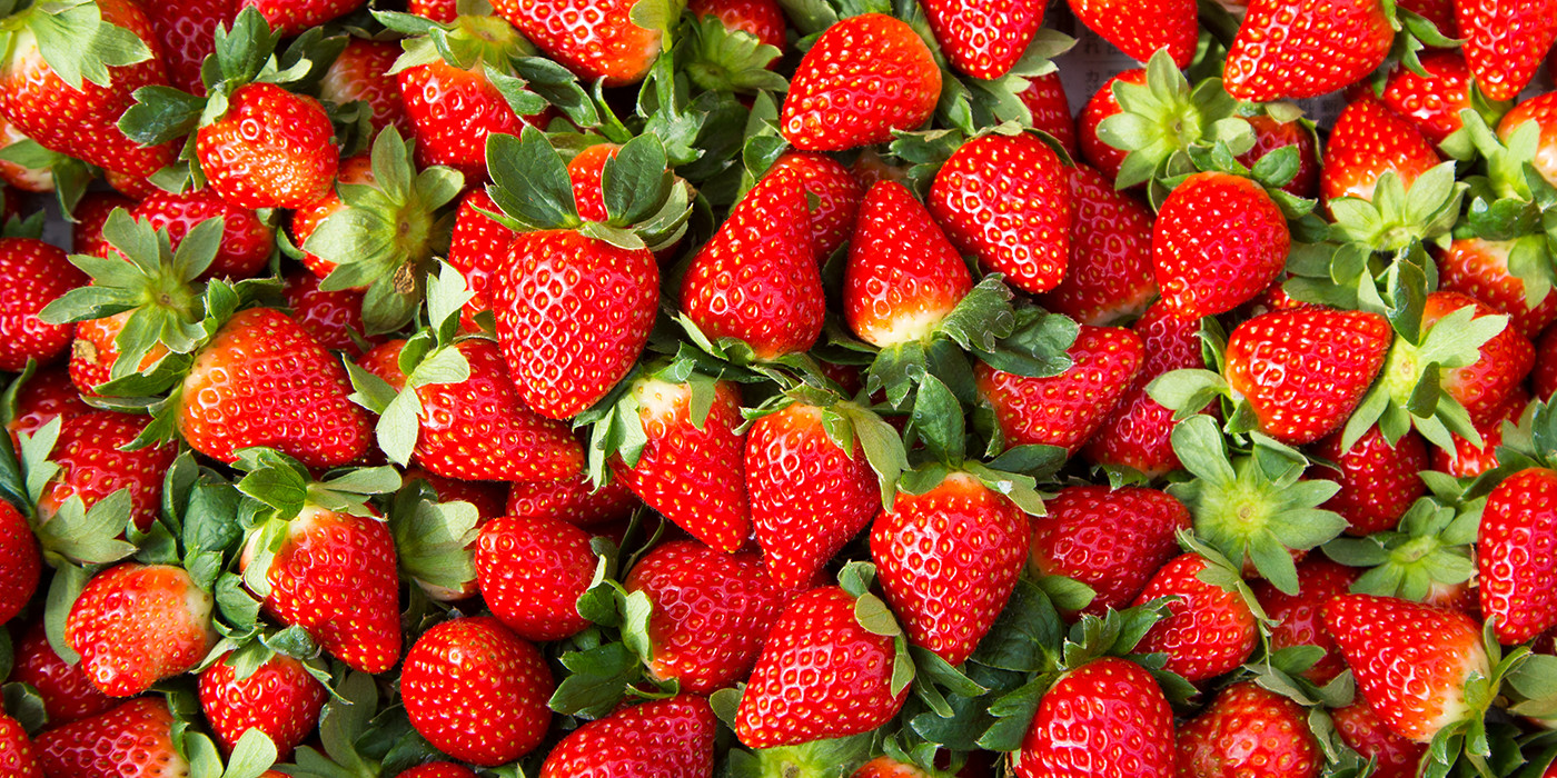 Trois nouvelles variétés de fraises disponibles sur le marché - Le