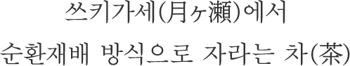 쓰키가세(月ヶ瀬)에서 순환재배 방식으로 자라는 차(茶)