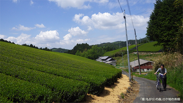 「殯（もがり）の森」ロケ地となった茶畑の写真