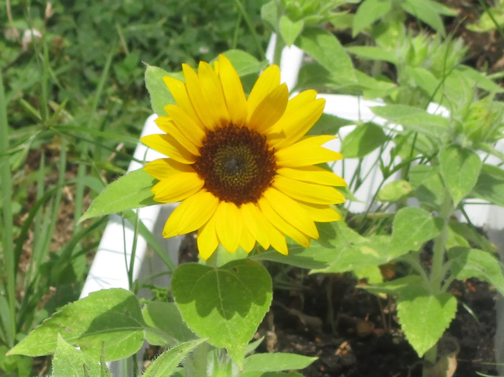 人権の花