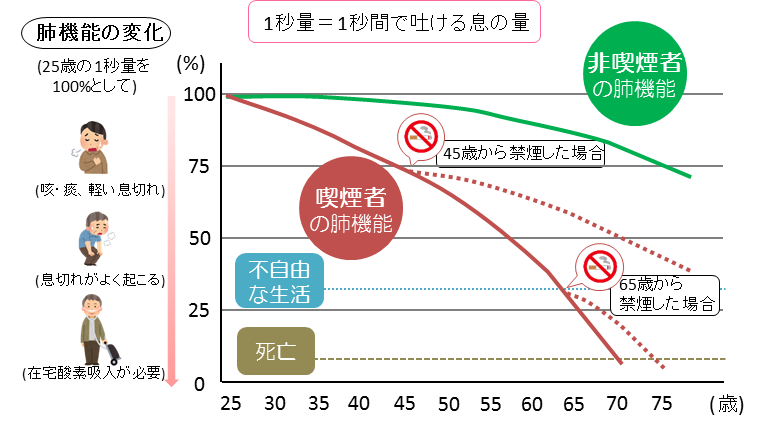 肺機能の変化のグラフ