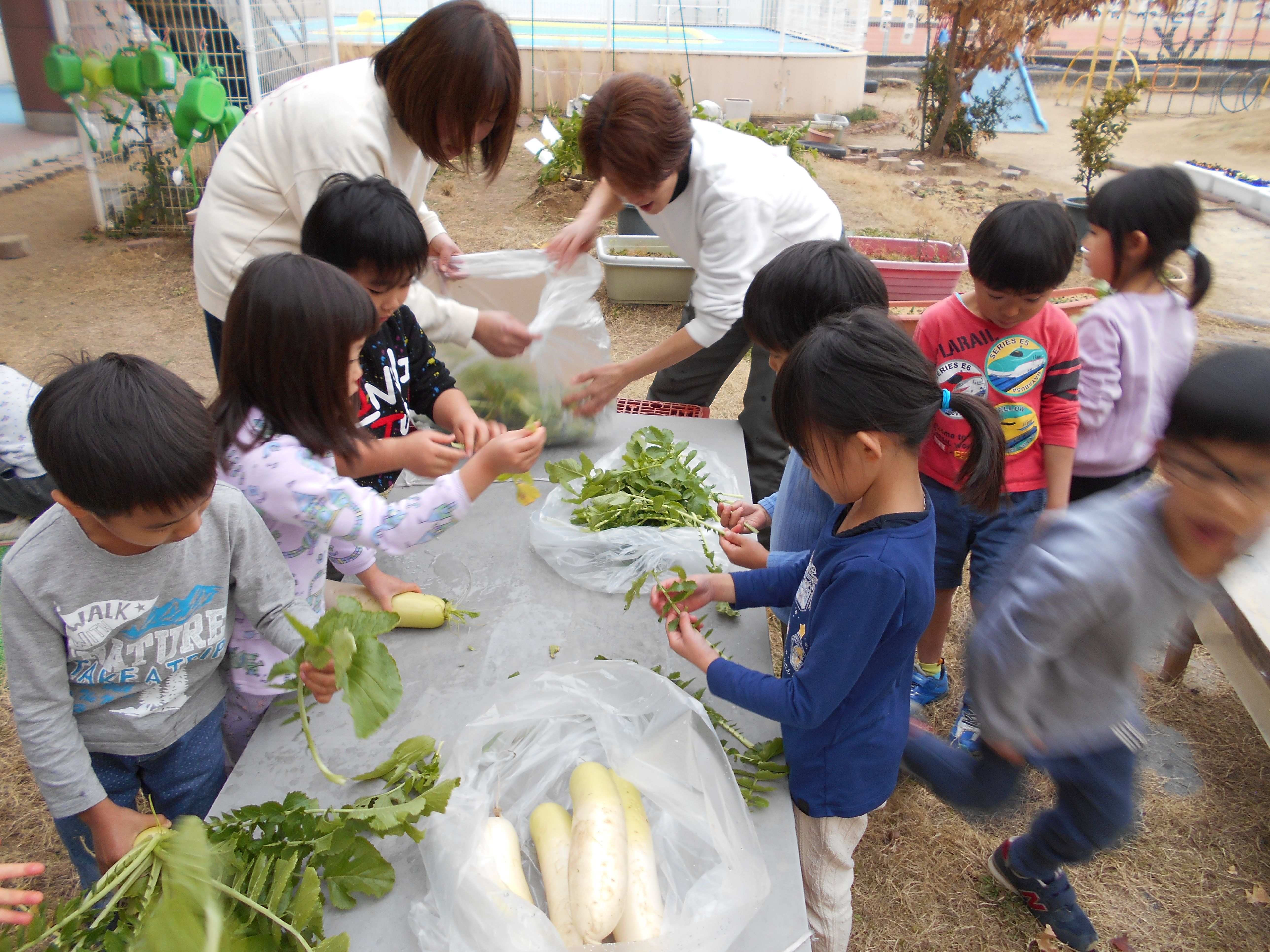 冬野菜