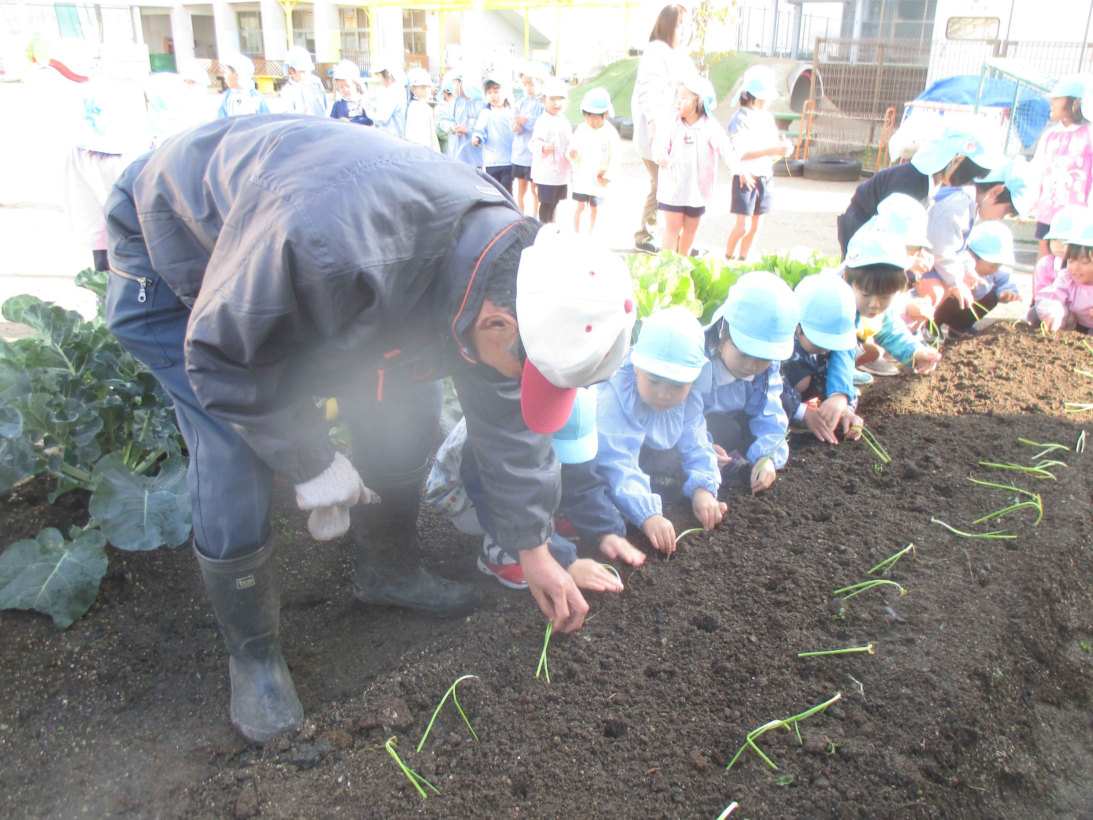 大菅先生に植え方を教えてもらっています。