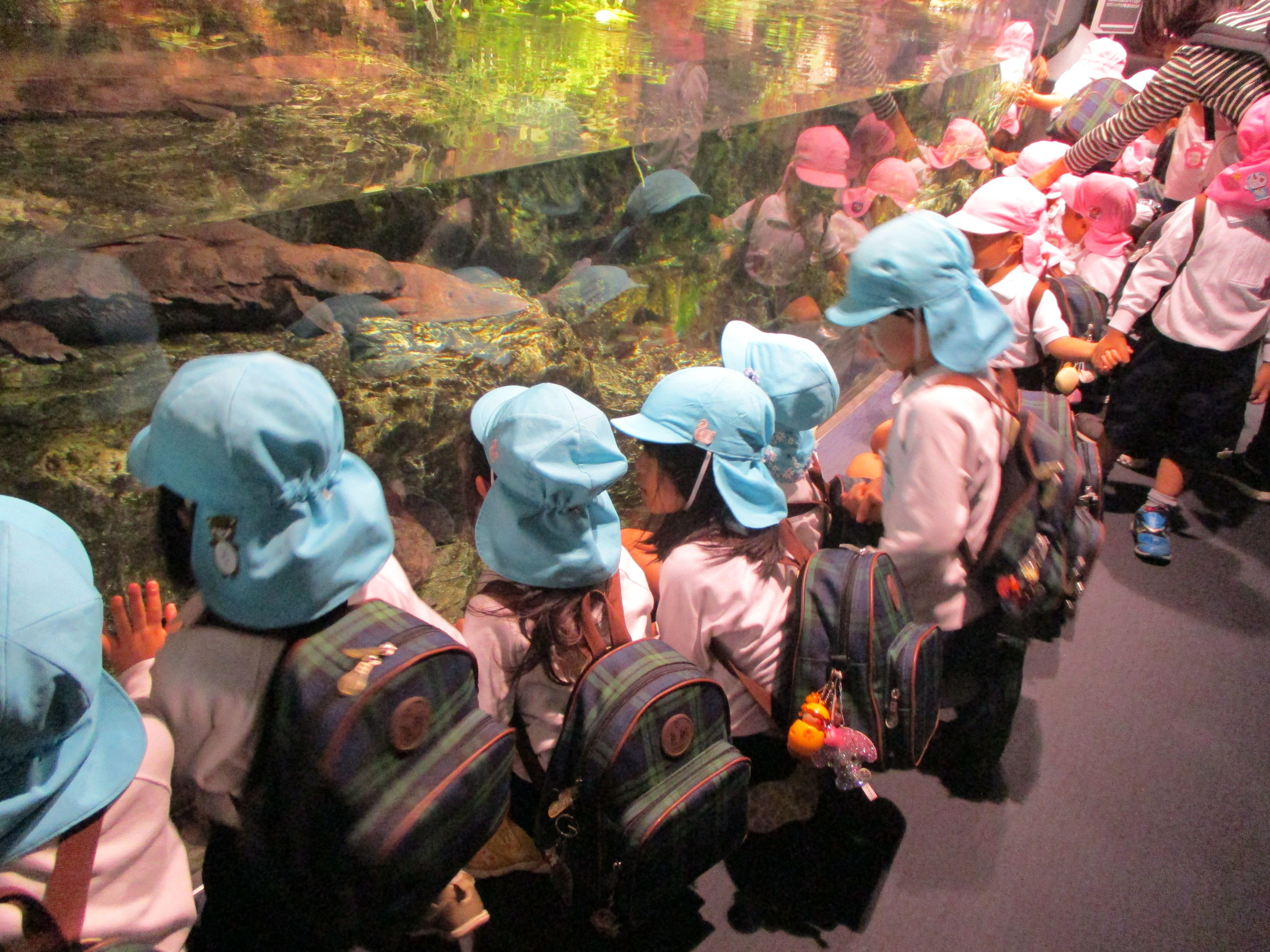 京都水族館　オオサンショウウオ