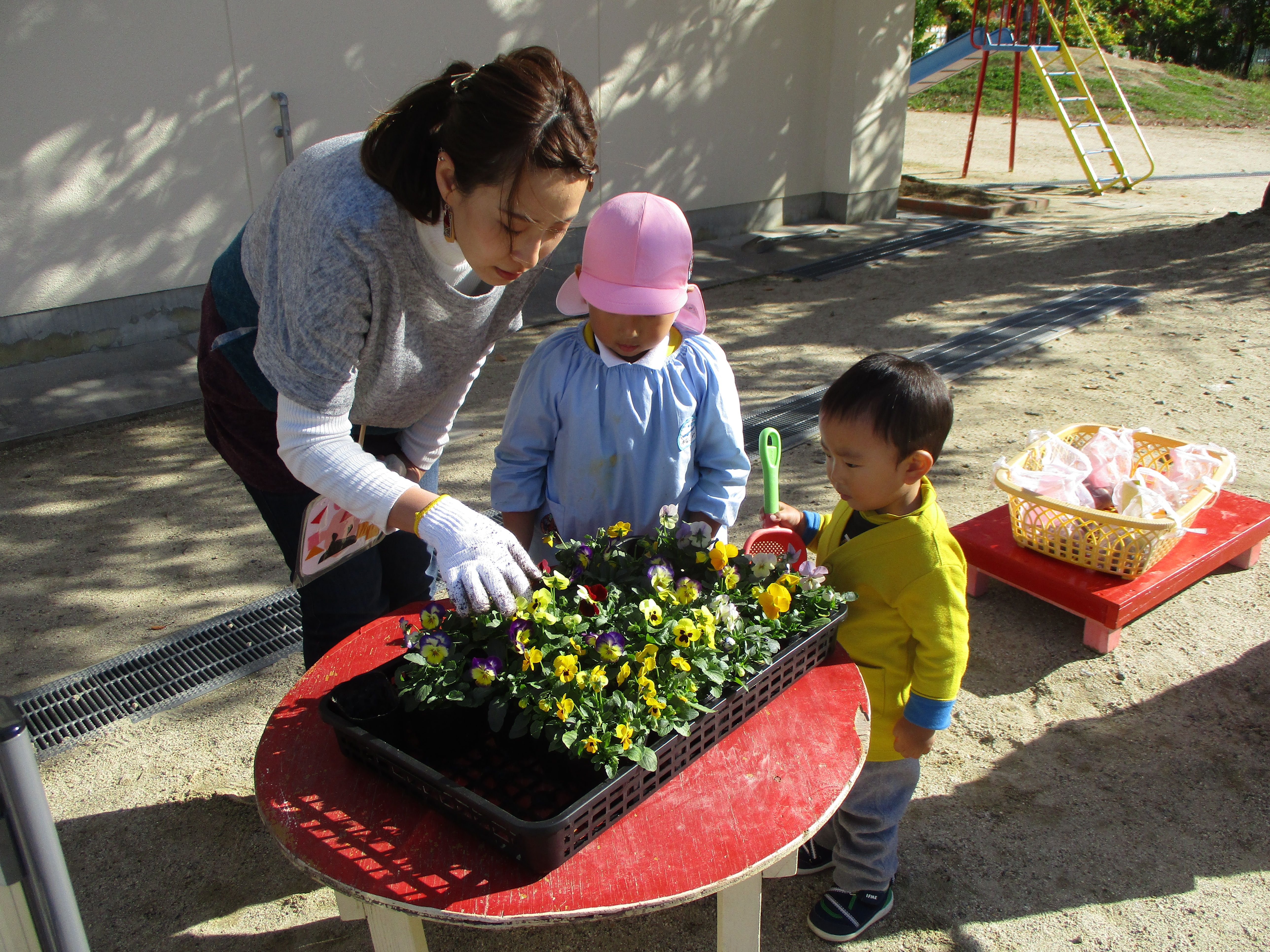 親子花植え　苗選び