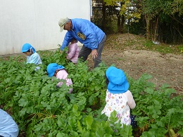 大根抜き