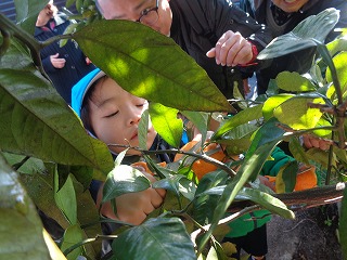 みかんをとる5歳児