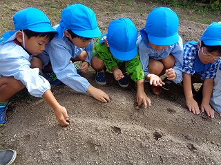 畑に大根の種をまく5歳児