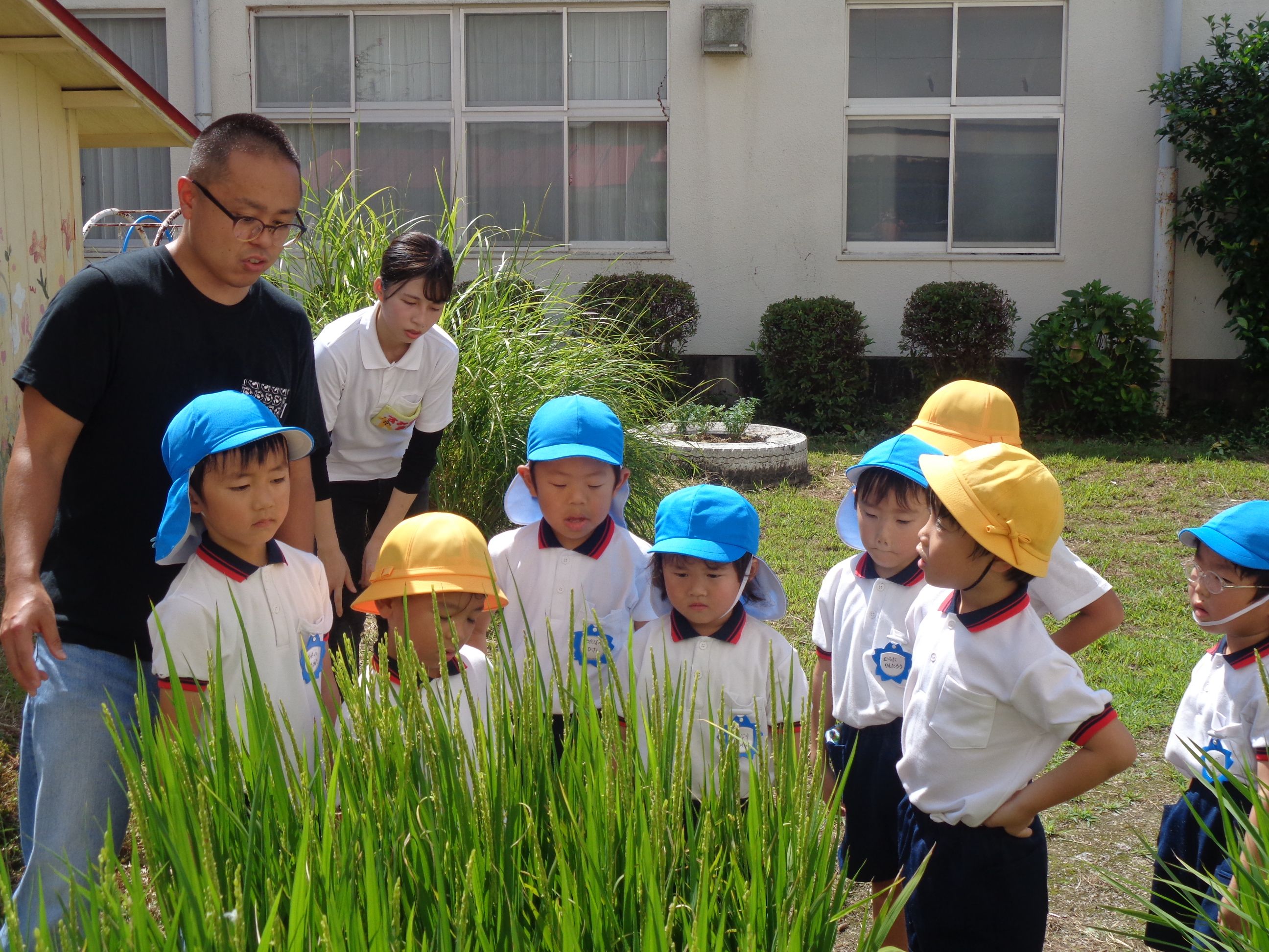 大きくなった稲穂をみる5歳児