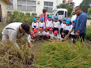 地域の方に稲の刈り方を教わる子どもたち