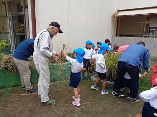 自分で刈った稲を地域の方に渡す5歳児