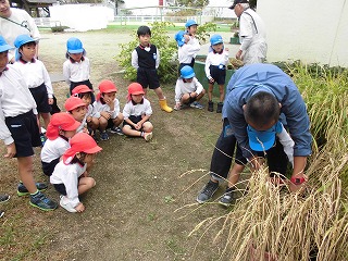 順番に稲穂を刈る子どもたち