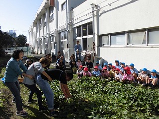 芋のツルを引っ張る先生とそれをみる子どもたち