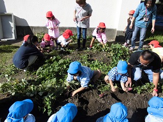 幼稚園の畑で芋ほりをする子どもたち