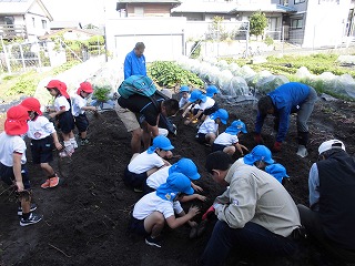 芋ほりをする子どもたち