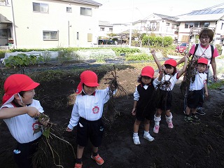 とったサツマイモを掲げる4歳児