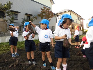 とれたさつまいもを掲げる5歳児