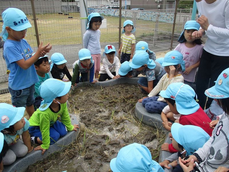 田んぼ