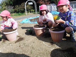 花の苗植え
