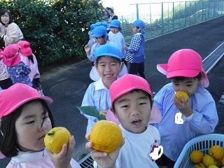 ユズ狩り