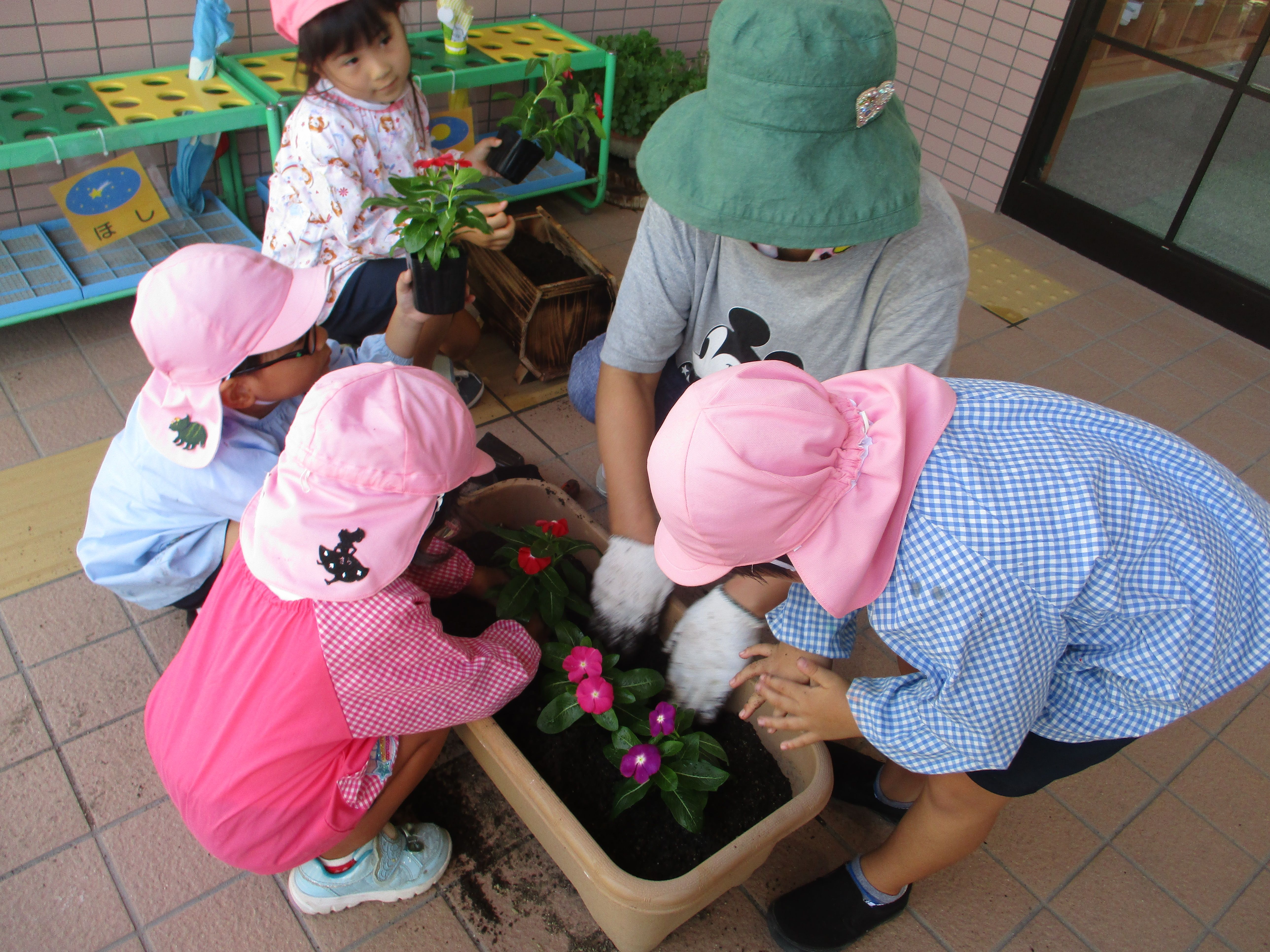 日日草を植えています