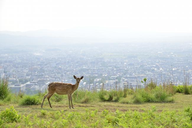 若草山から奈良市を望む