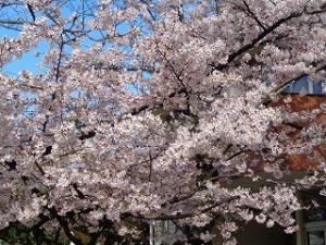 園庭の桜