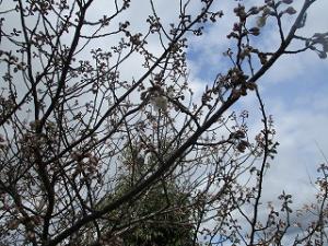 桜の花