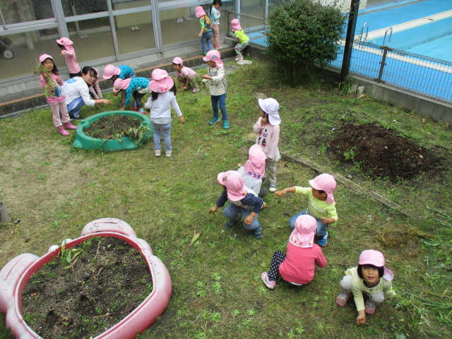 中庭の草抜きをする4歳児の画像1