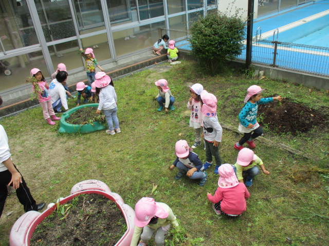 中庭の草抜きをする4歳児の画像2