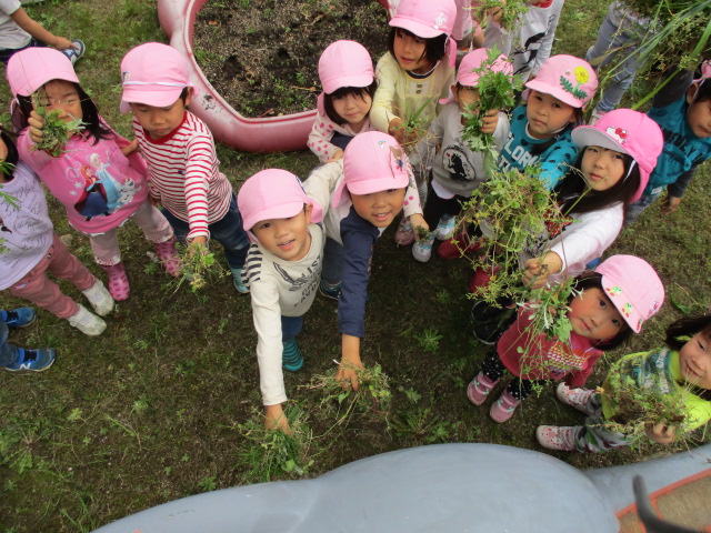 抜いた草を見せに来る子どもたちの画像1