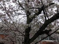 園庭の桜の木のアップ