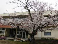 幼稚園玄関前の桜