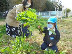 ホウレンソウ収穫