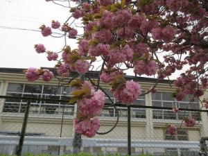 八重桜