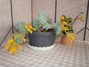 植木鉢の花