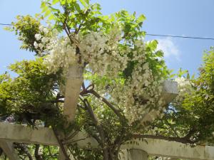 ふじの花