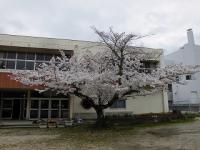 園庭の桜の木