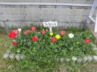 花壇に咲くちゅうりっぷ