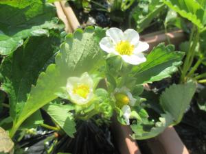 イチゴの花も咲いています