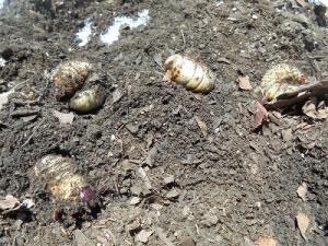 カブトムシの幼虫