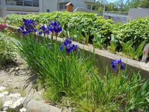 花しょうぶ