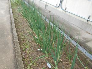 玉ねぎ