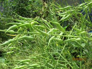 野菜の種