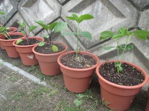 5歳児の植木鉢に野菜を植えました